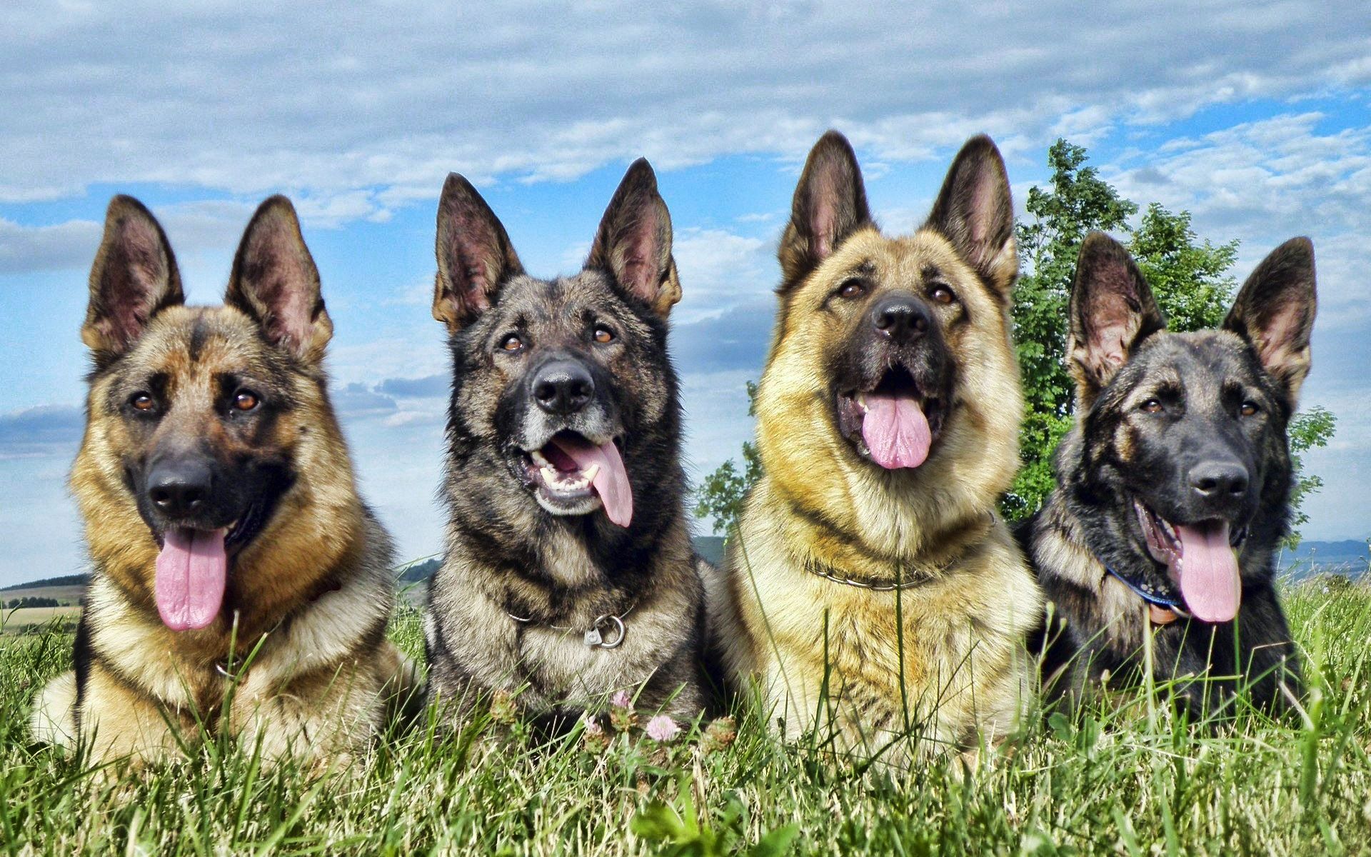 service photo